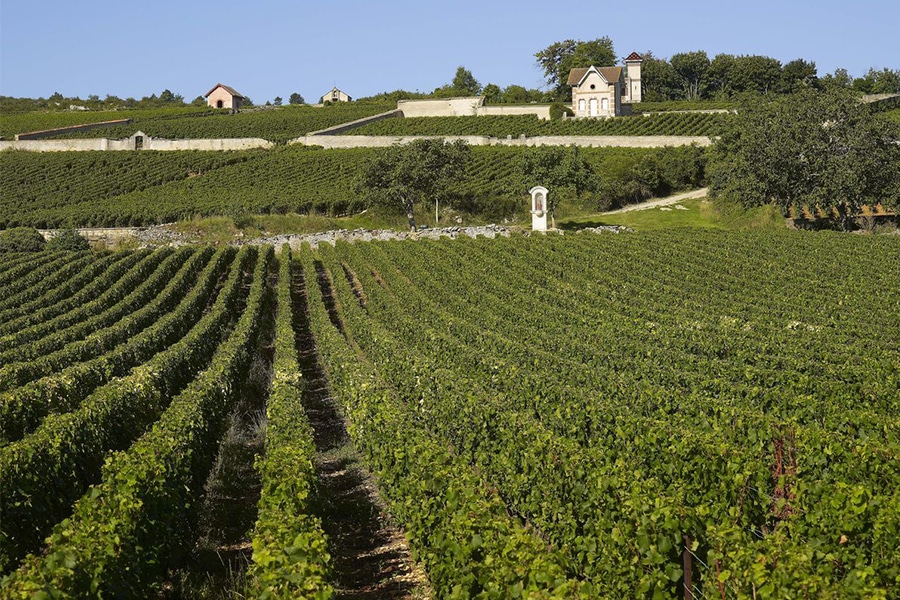 Séjour-Romantique-à-Meursault-en-explorant-les-Vignes