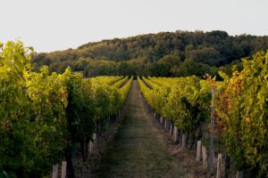 Rangées de vignes verdoyantes dans le vignoble de Bourgogne